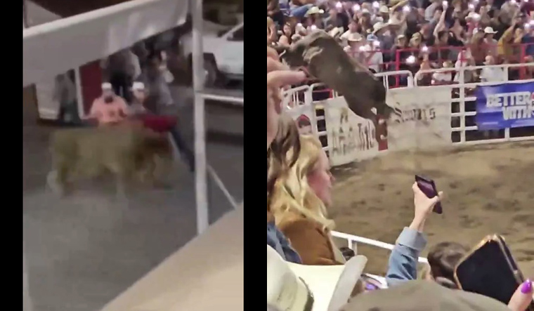 Watch | Out-of-control rodeo bull leaps into Oregon crowd, tosses woman along the way