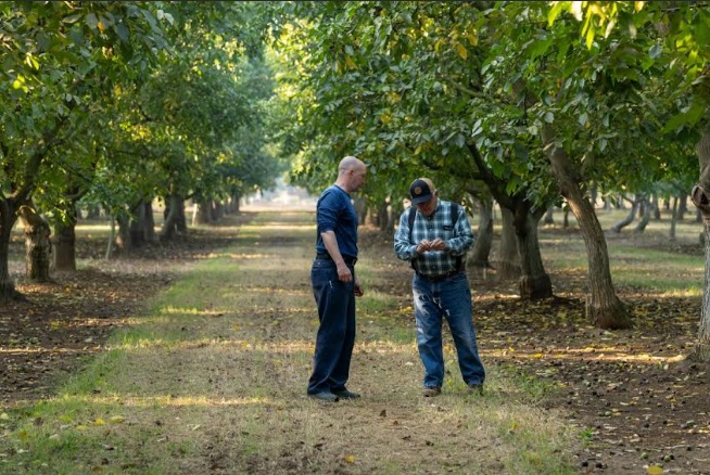 “California Walnuts 2025 Fresh Crop Arrives, Promoting Wellness”