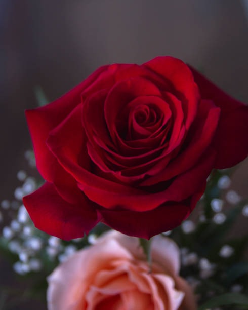 Why Are Roses the Perfect Gift for Every Occasion? Unveiling the Secret!