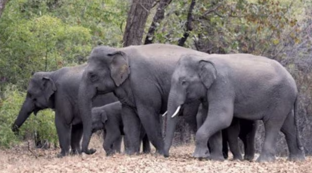 Elephant Rampage Kills Three in Chhattisgarh