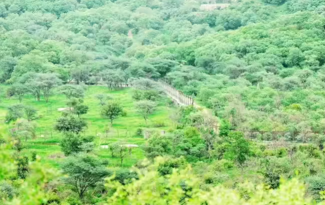 NGT Directs Chief Wildlife Warden on Encroachments