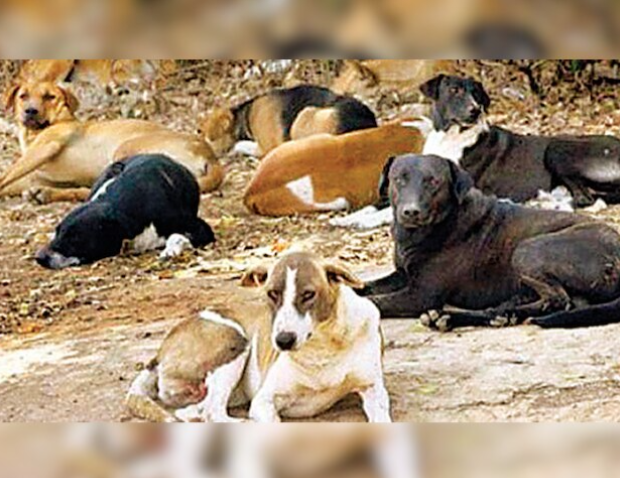 Maharashtra Reports 12L Stray Dogs; Mumbai Records 90K