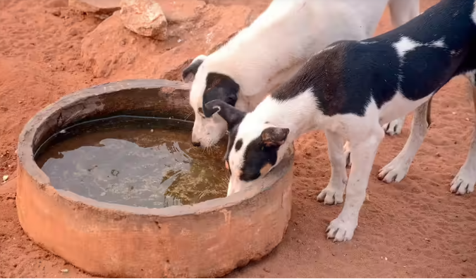 Supreme Court Supports Humane Stray Dog Control Policies
