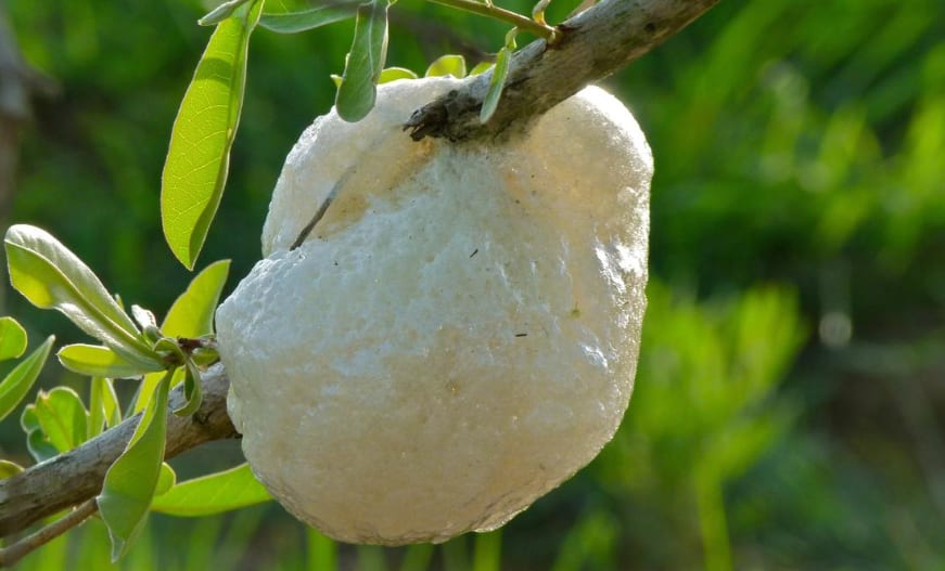 South Africa’s Frogs Create Unique Cloud-Like Nests South Africa’s Frogs Create Unique Cloud-Like Nests
