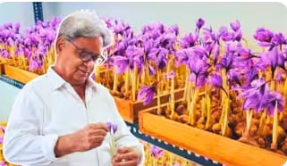 Engineer Grows Kashmiri Saffron Indoors in Noida