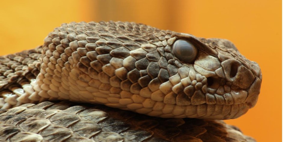 Rattlesnake Blood Proteins Offer New Hope for Treating Venomous Snakebites