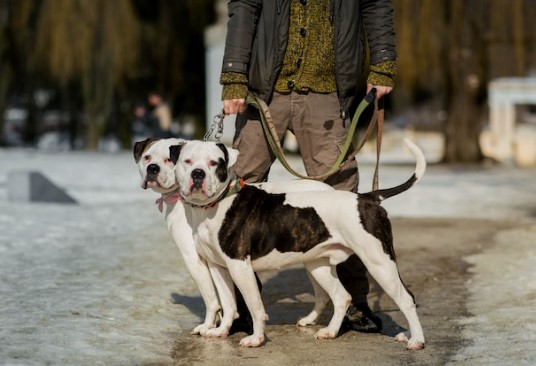 Briton quits 12-hour law firm job, earns ₹50,000 walking dogs Briton quits 12-hour law firm job, earns ₹50,000 walking dogs
