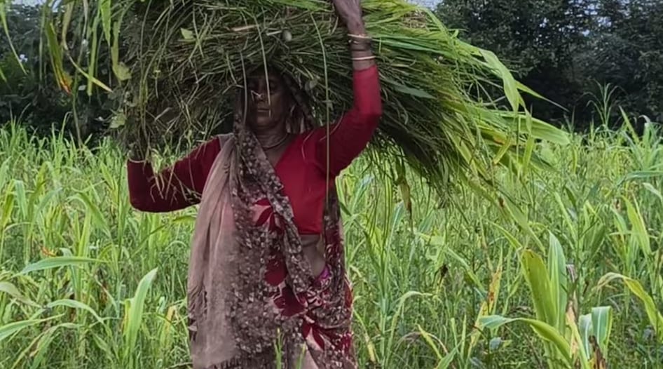 Chitrakoot farmers turn to organic farming to cut cultivation costs
