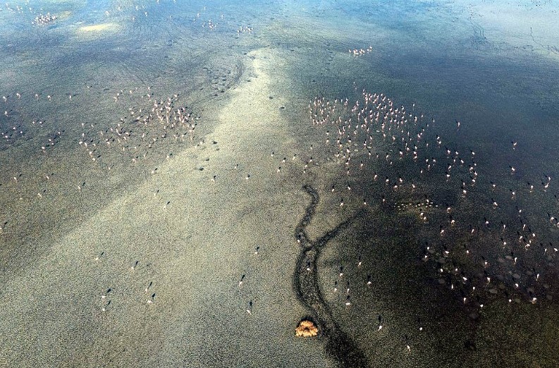 Turkey’s Tuz Lake Nears Drying Point, Flamingos Face Growing Threat