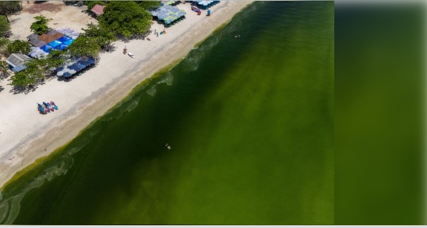 Plankton Bloom Turns Thailand’s Ko Lan Waters Bright Green Plankton Bloom Turns Thailand’s Ko Lan Waters Bright Green
