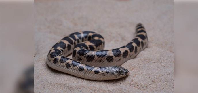 Sistan Sand Boa Recorded In India For First Time