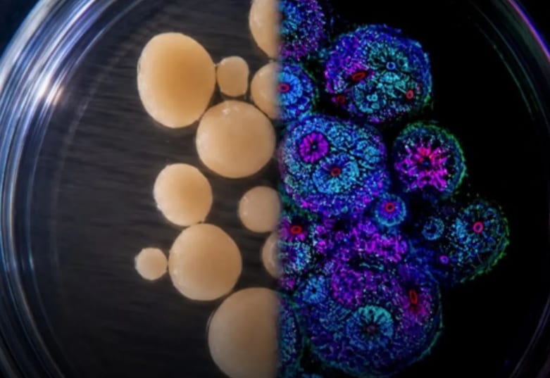 Harvard scientists grow brain cells in lab for seven years